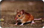 Tierarzt für Bayreuth Kulmbach Harsdorf Thurnau - physiologische Daten der Maus