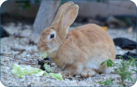 Physiologische Daten für Kaninchen -  Kleintierpraxis Dr. H. Nitsch - Tierarzt für Kleintiere zwischen Bayreuth und Kulmbach