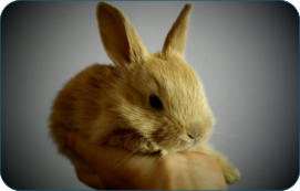 Physiologische Daten für Kaninchen -  Kleintierpraxis Dr. H. Nitsch