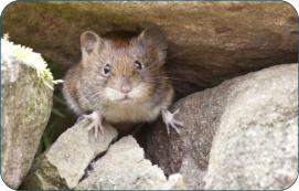 Physiologische Daten der Maus -  Kleintierpraxis Dr. H. Nitsch - Tierarzt für Kleintiere zwischen Bayreuth und Kulmbach