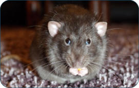 Physiologische Daten der Ratte -  Kleintierpraxis Dr. H. Nitsch