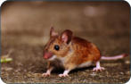 Tierarzt fr Bayreuth Kulmbach Harsdorf Thurnau - physiologische Daten der Maus