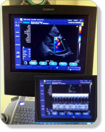 Ultraschall für Tiere bei Trächtigkeit, Röntgen, Endoskop
