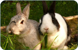 Physiologische Daten fr Kaninchen -  Kleintierpraxis Dr. H. Nitsch