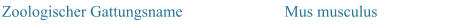 Zoologischer Gattungsname Mus musculus
