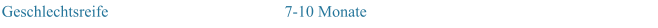 Geschlechtsreife  7-10 Monate