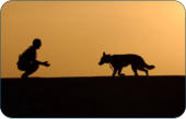 Pysiologische Daten zum Hund -  Kleintierpraxis Dr. H. Nitsch