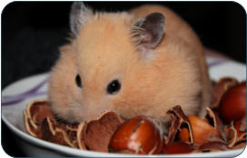 Tierarzt fr Kleintiere zwischen BAyreuth und Kulmbach