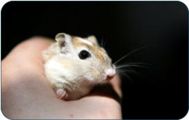 Tierarzt fr Kleintiere zwischen BAyreuth und Kulmbach